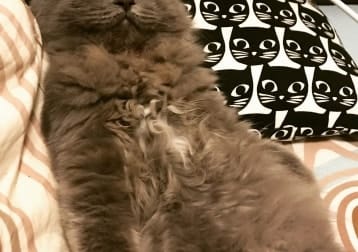 Mowgli, The Cat