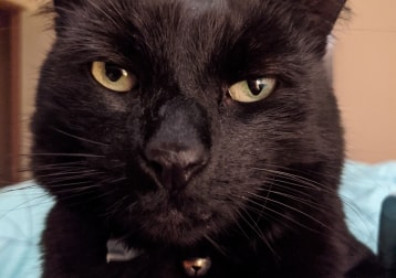 Smokey