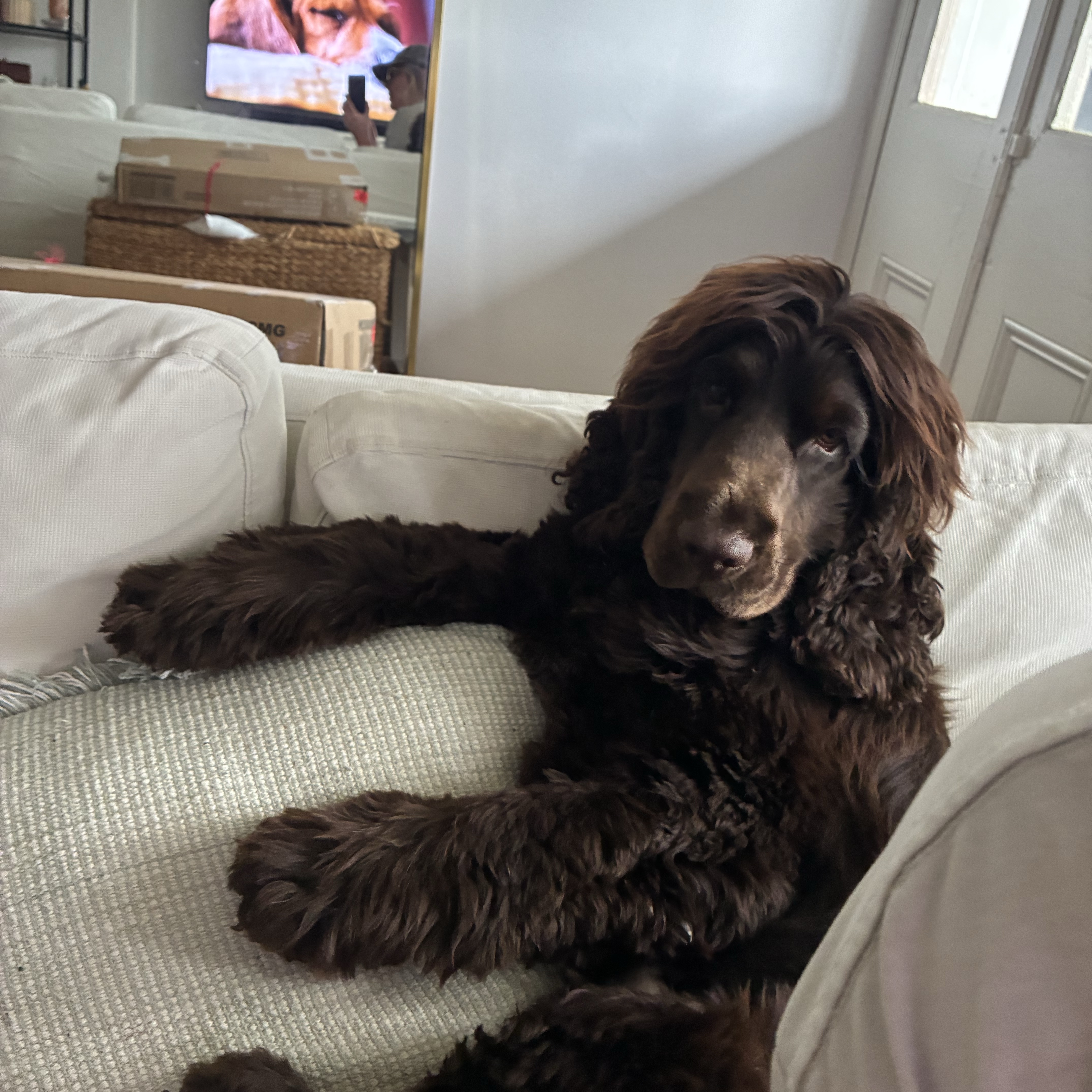 Buddy
