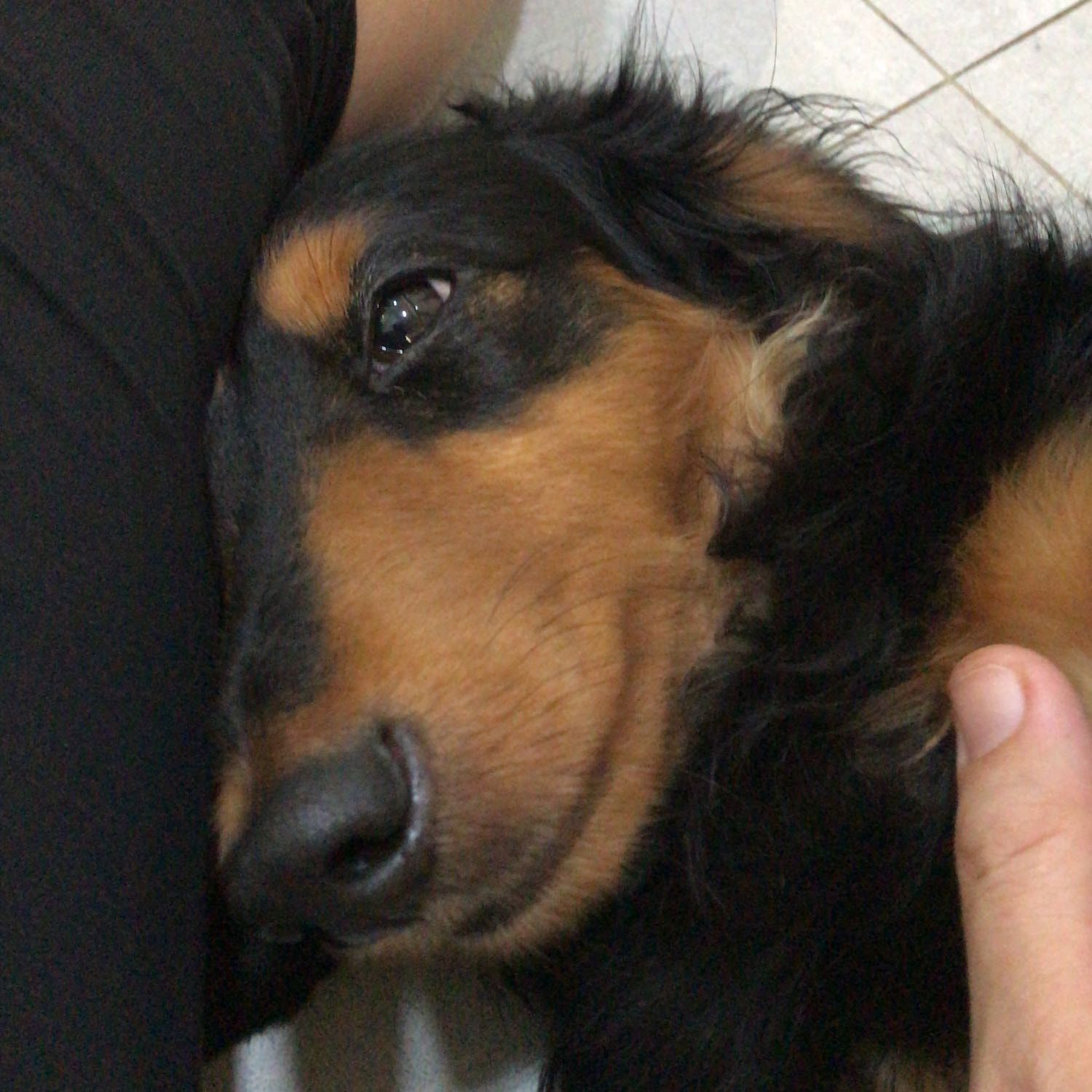 Princeton Bratwürst