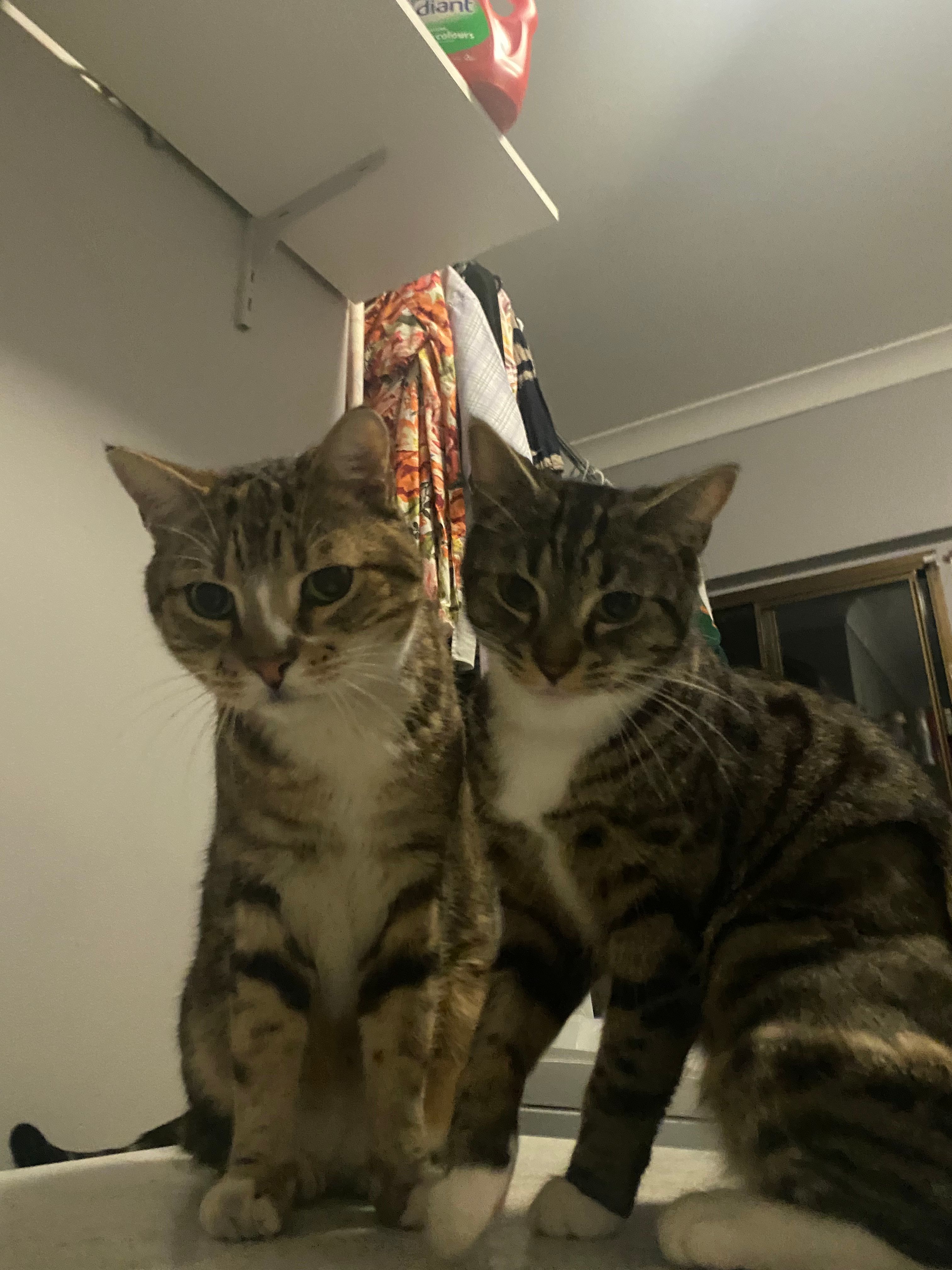 image-7