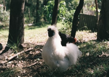 Booster The Rooster