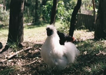 Booster The Rooster