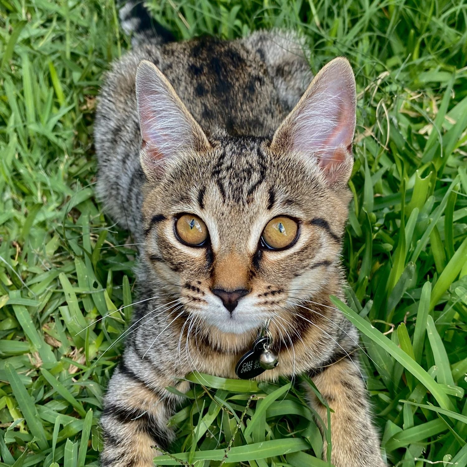Lanie 