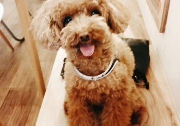 Teddy