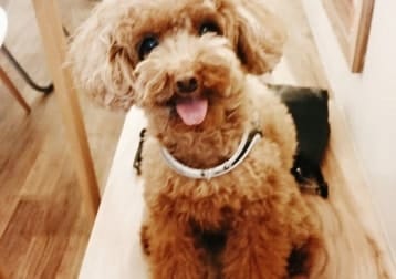 Teddy