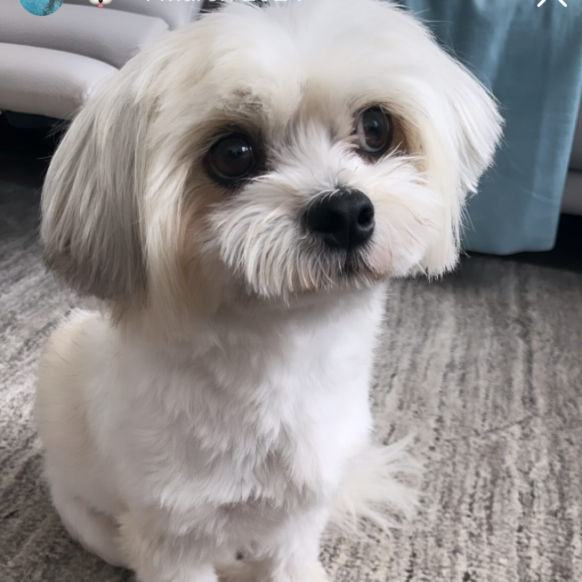 Alfie 