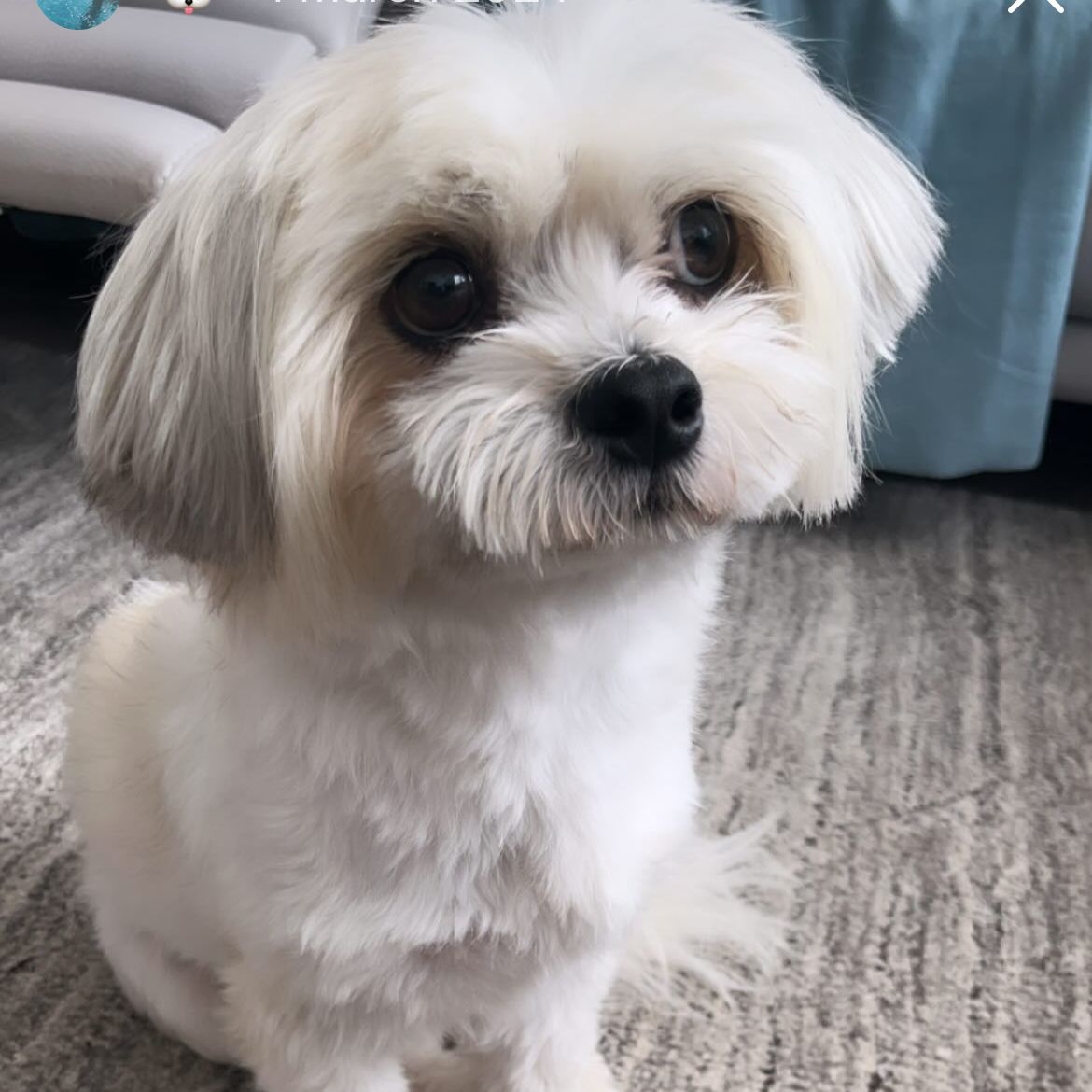 Alfie