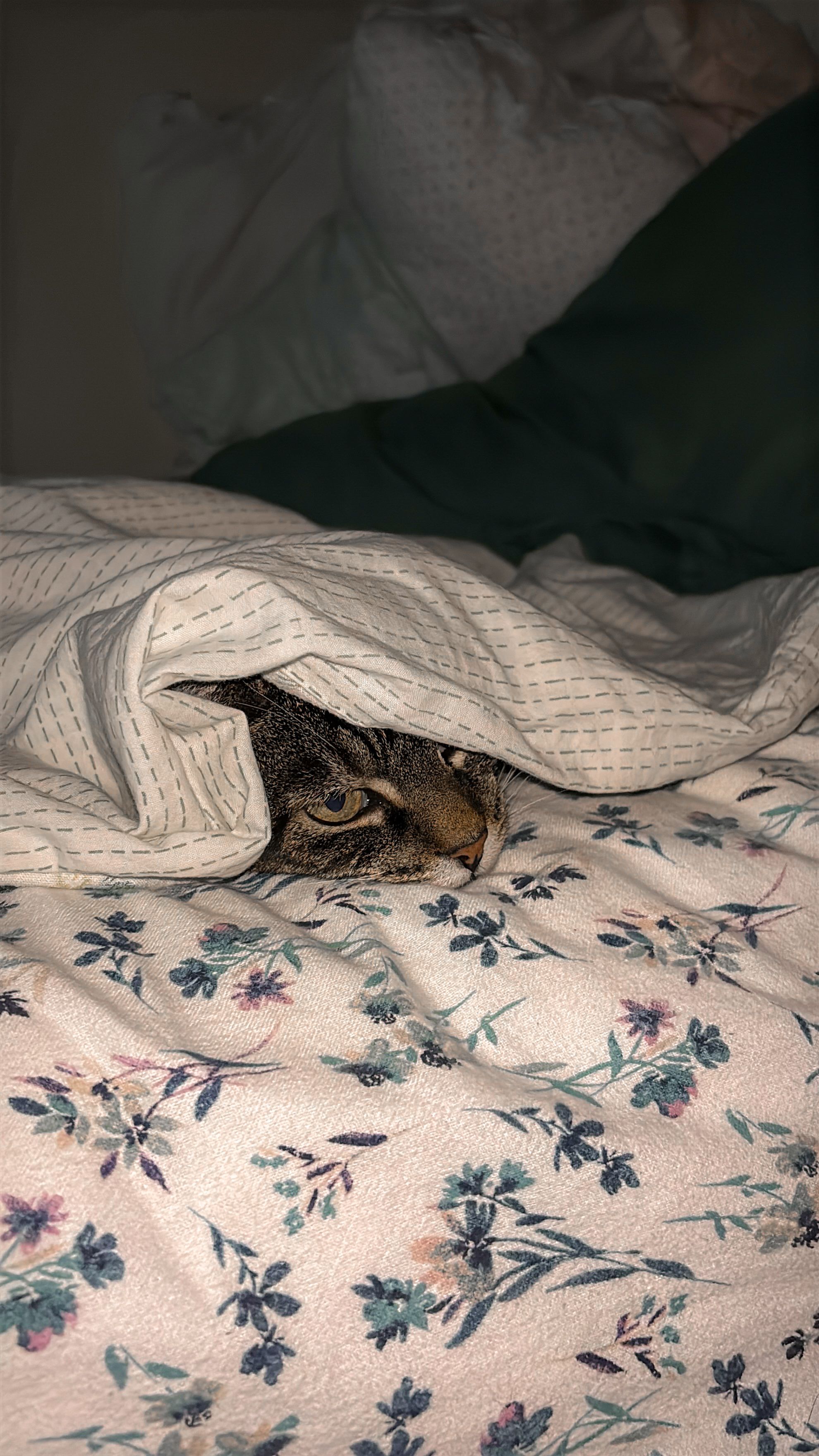 image-8
