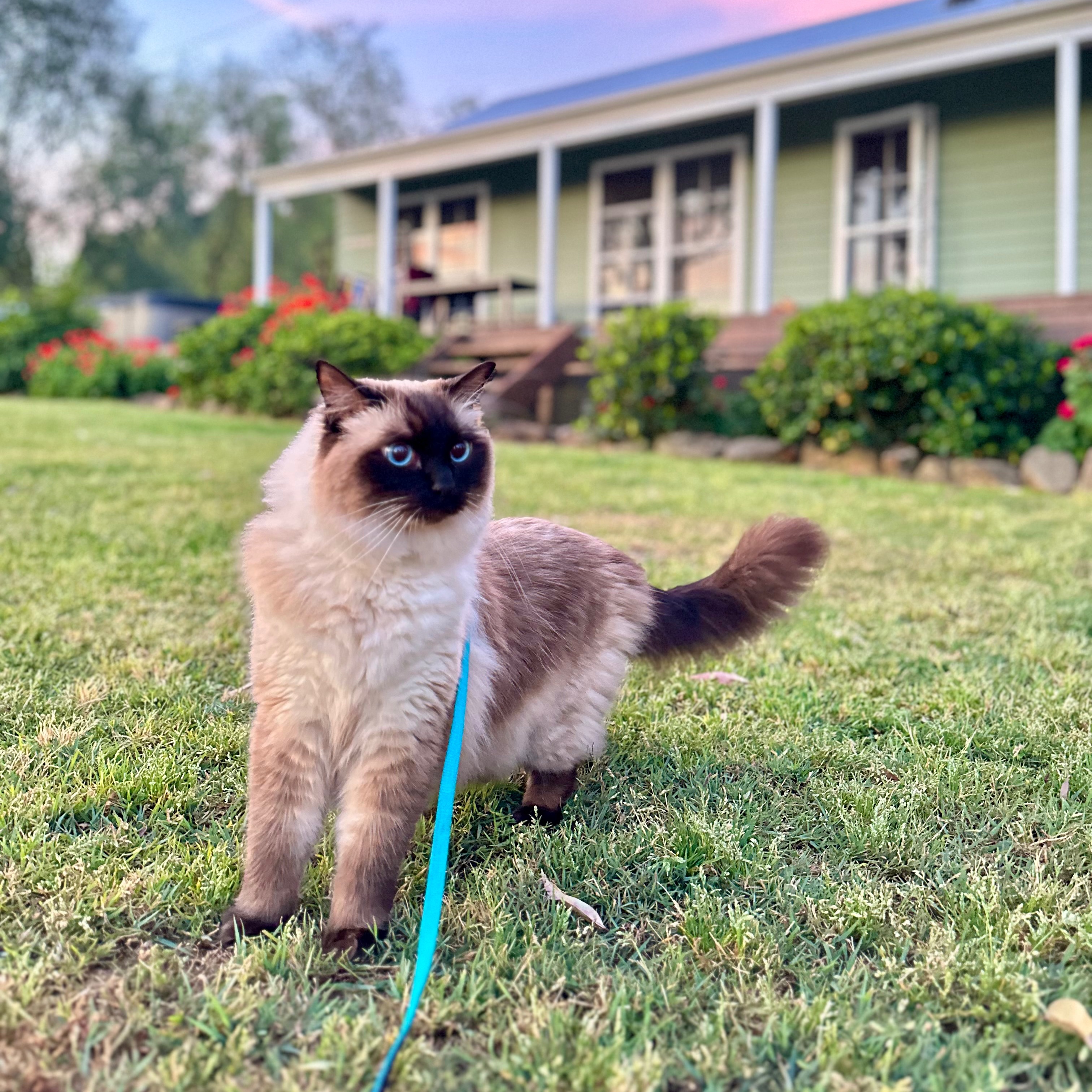 Leo