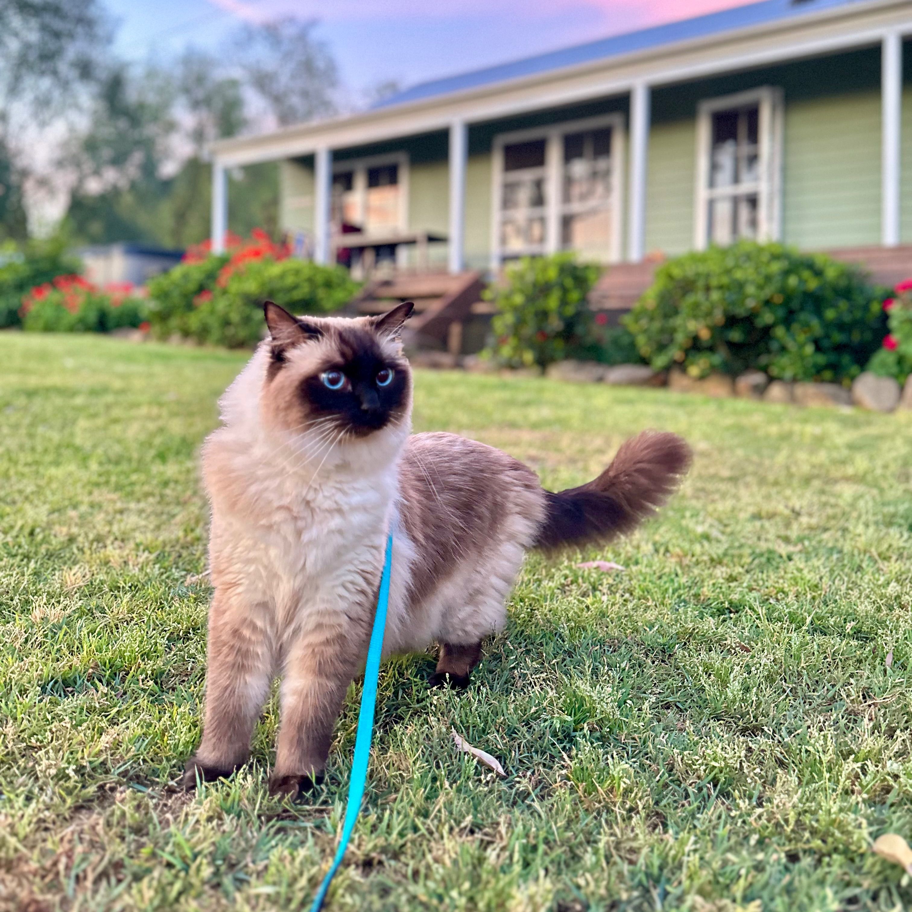 Leo