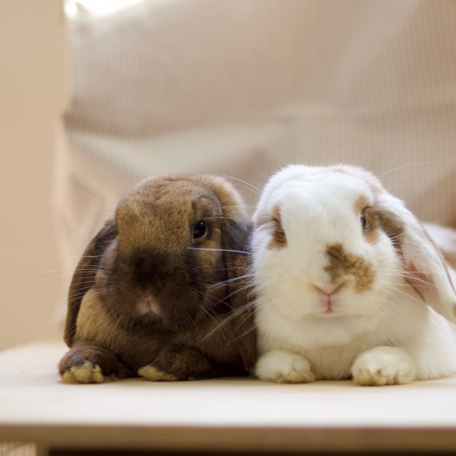 dobby and biscuit