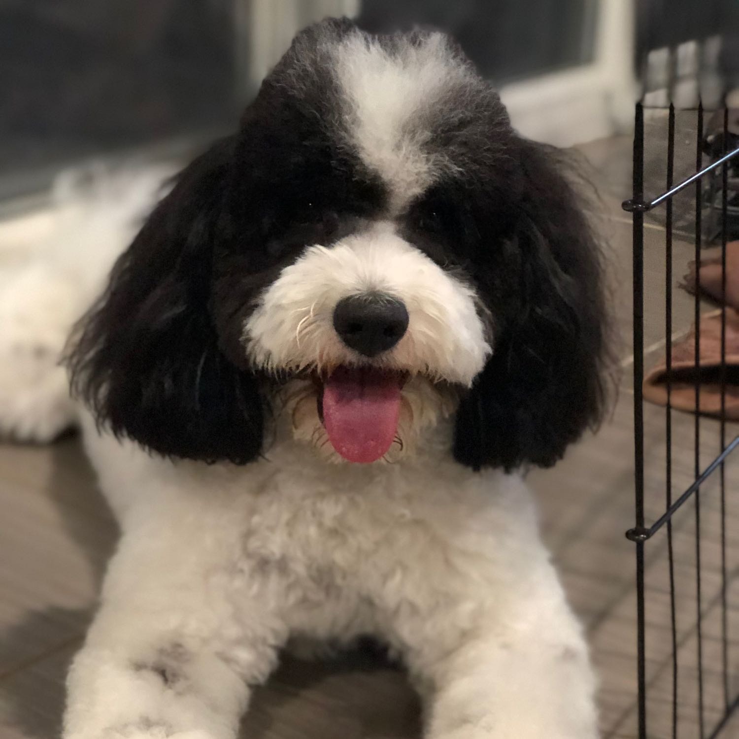 Oreo