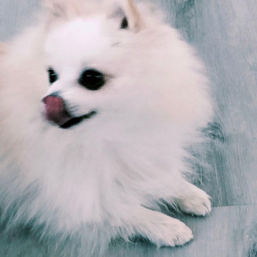 Bobo