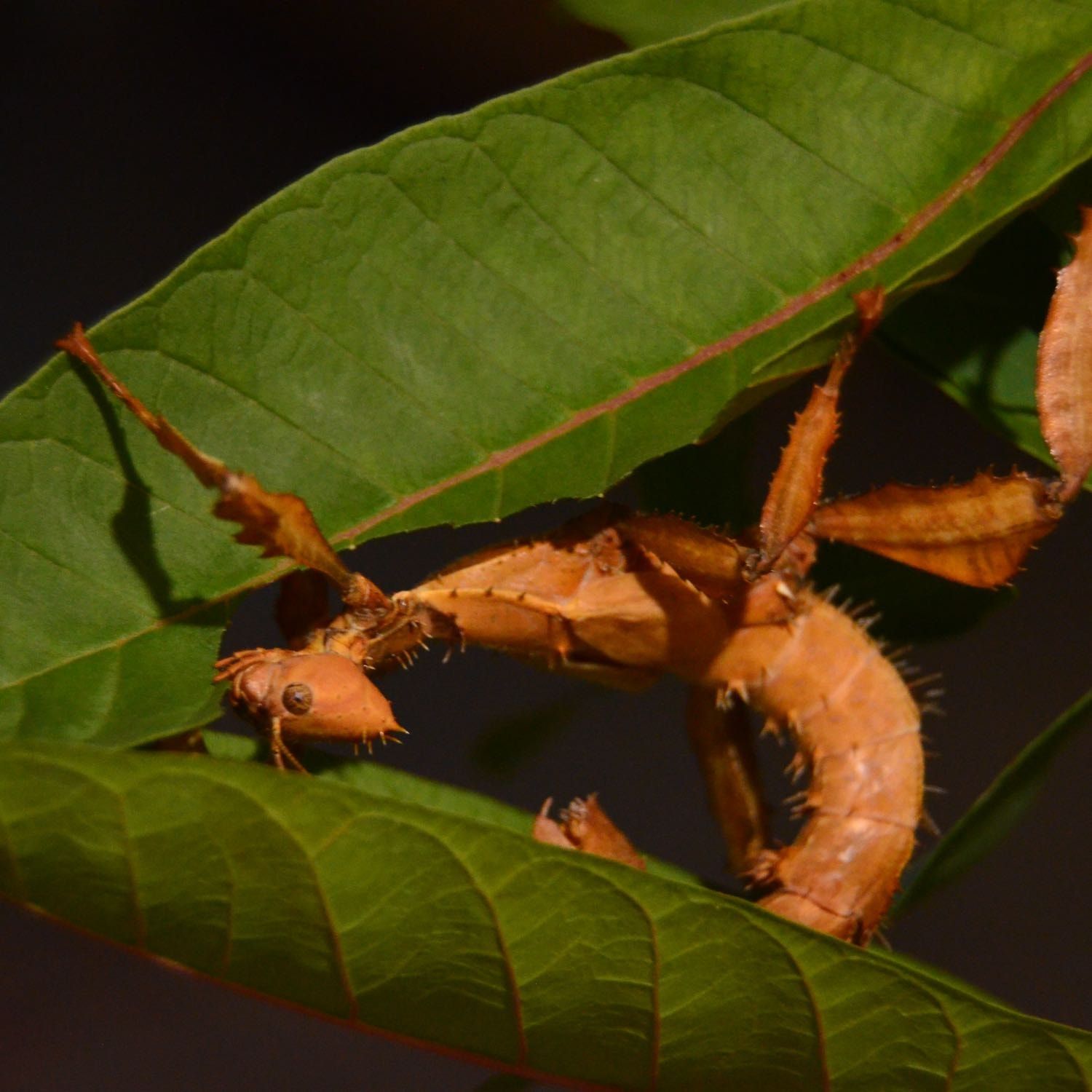 Acacia