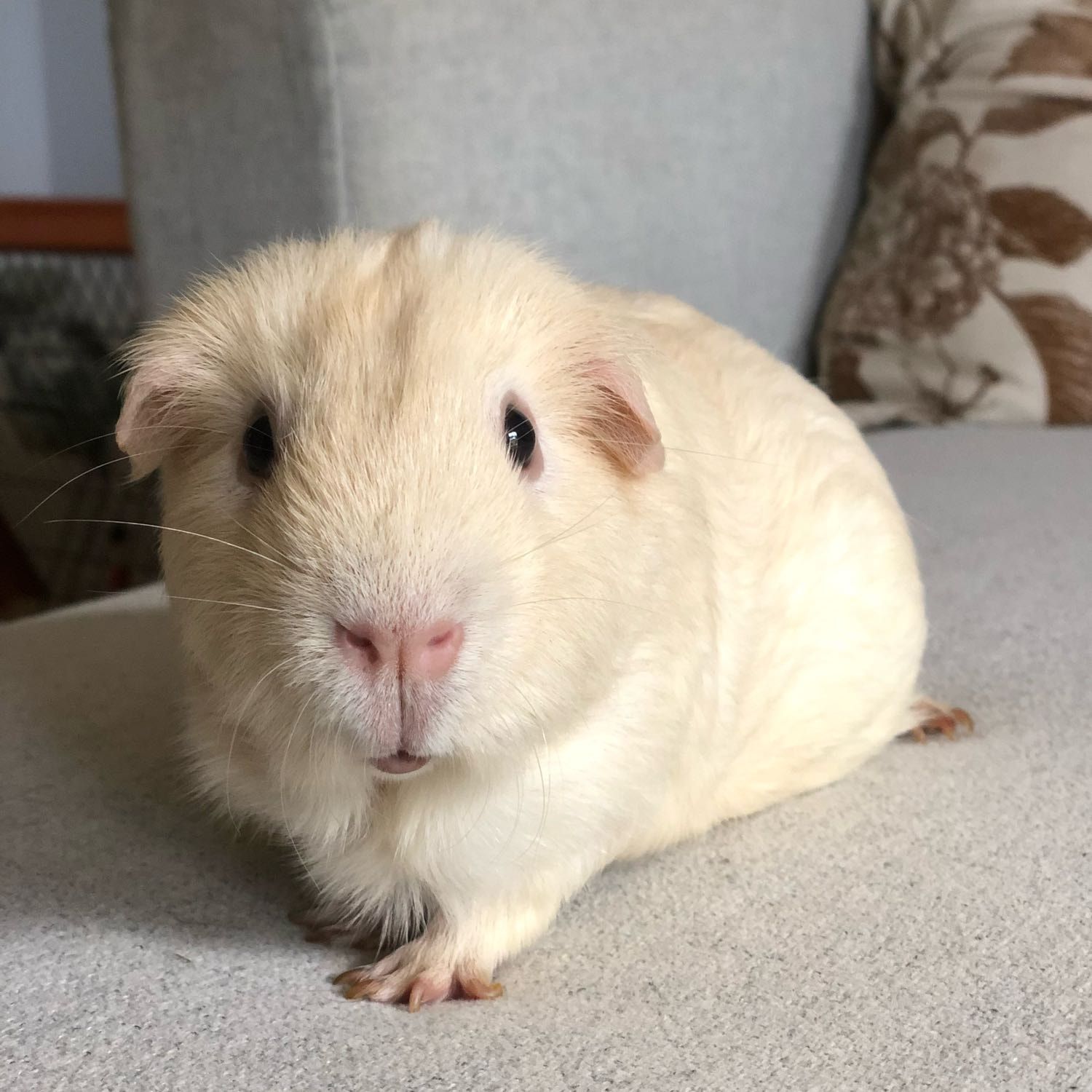 Sir Morris