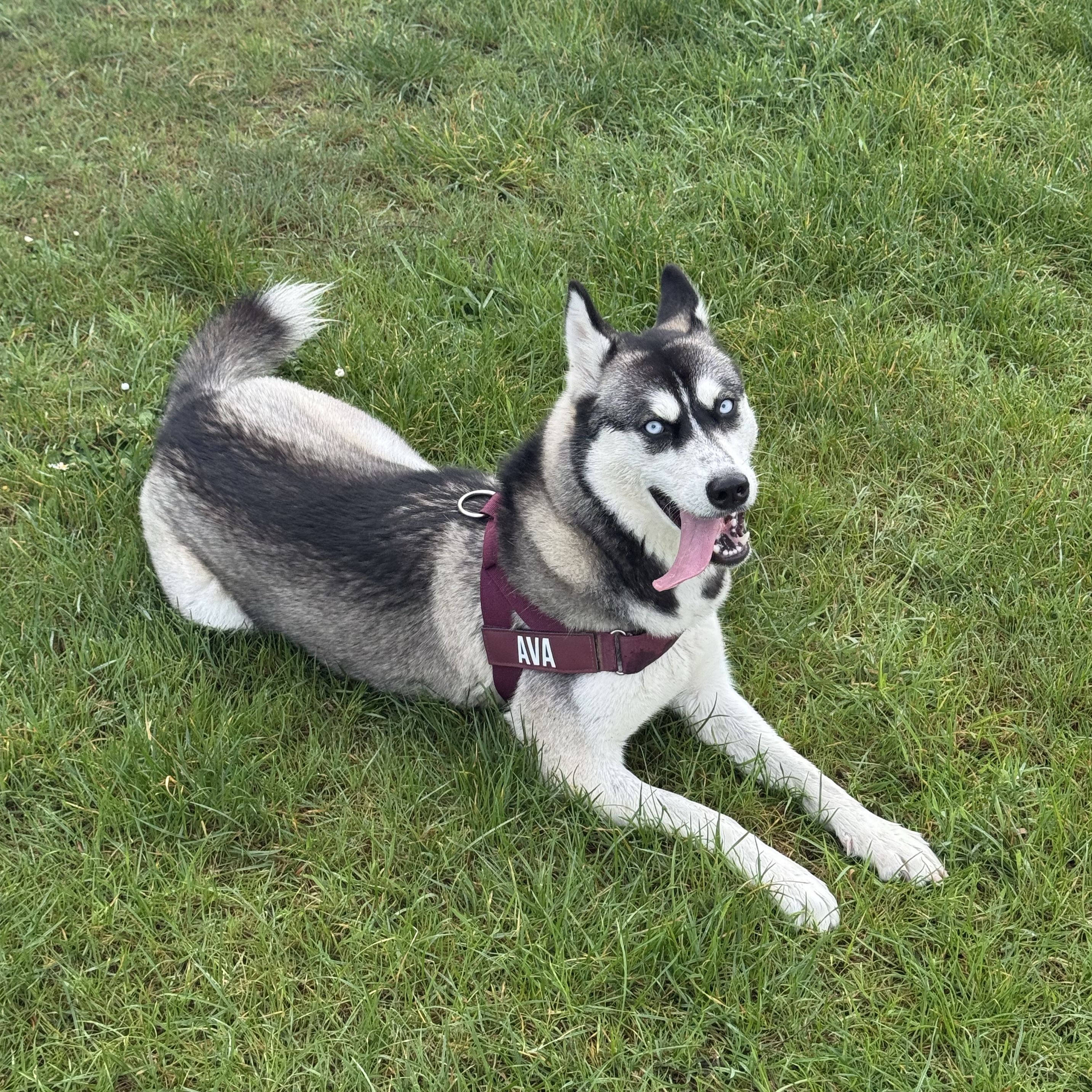 Ava