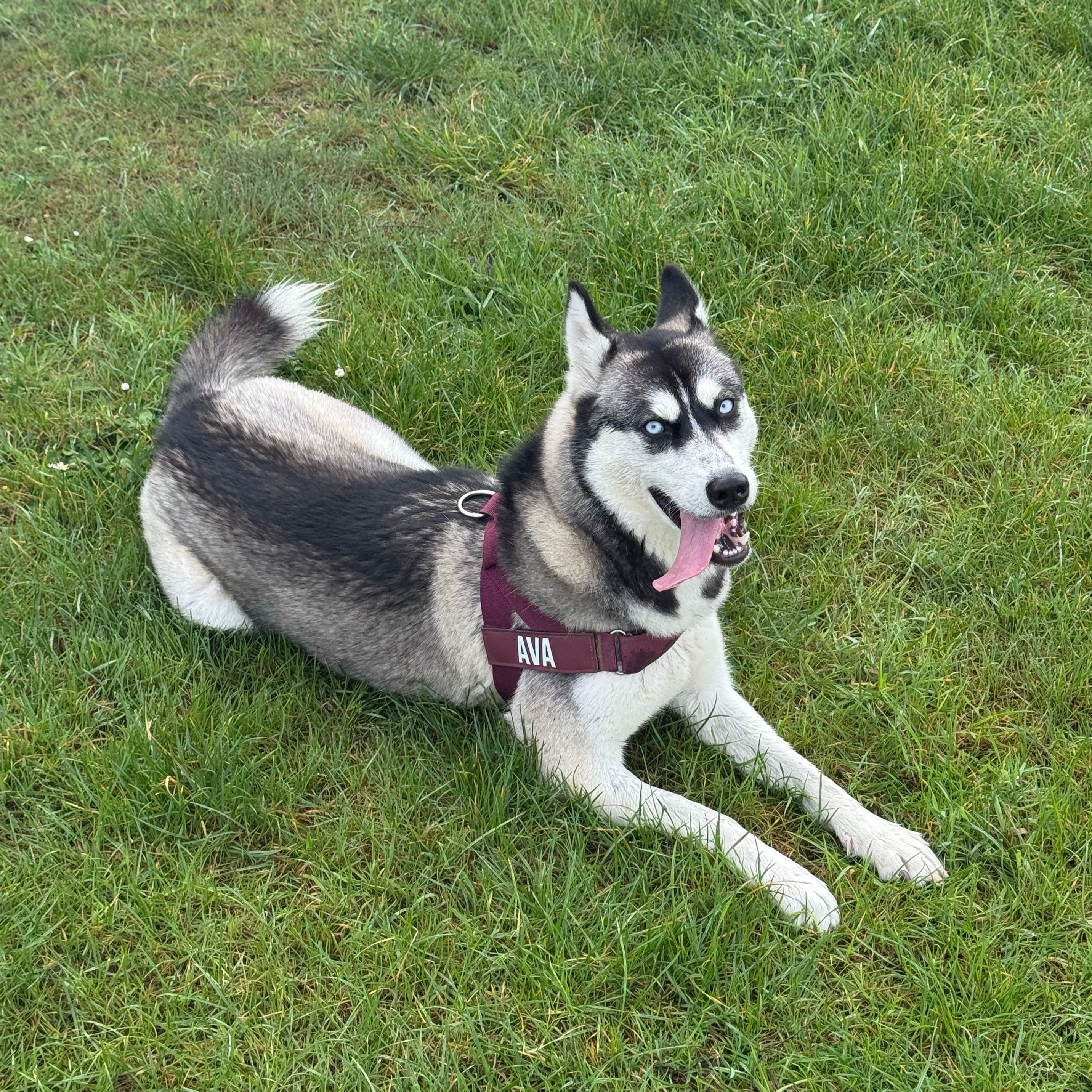 Ava