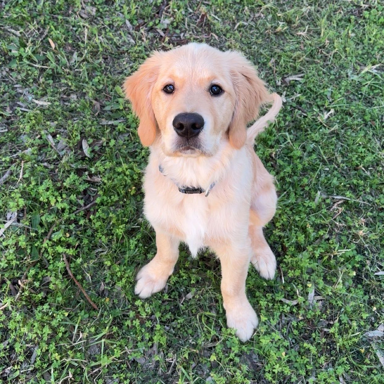 Marshy (short for Marshmellow)