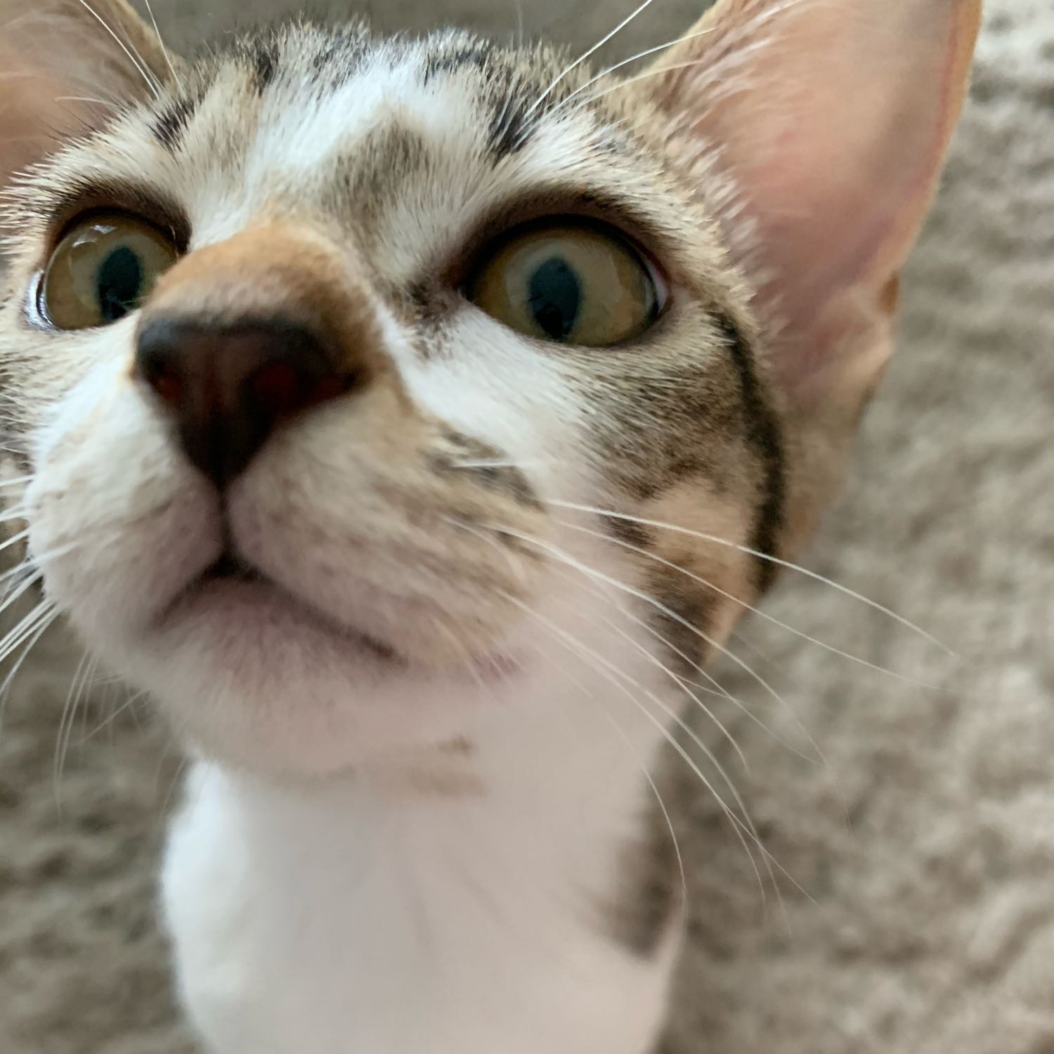 Mia