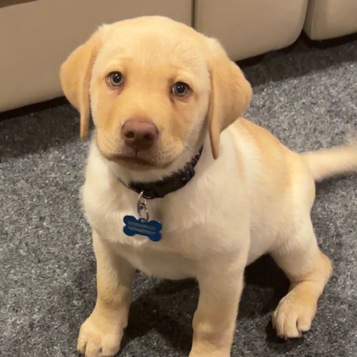 Otis