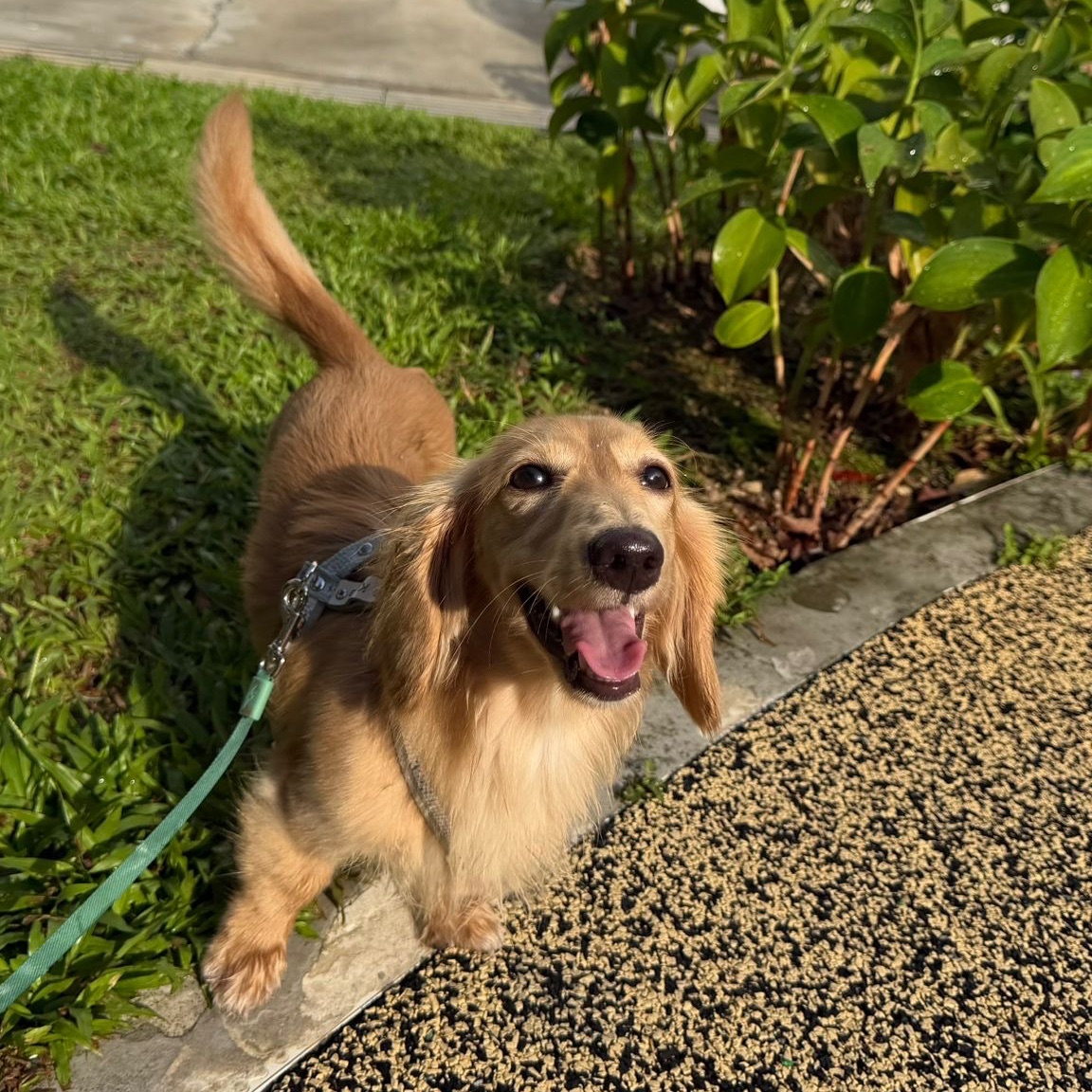 Koda