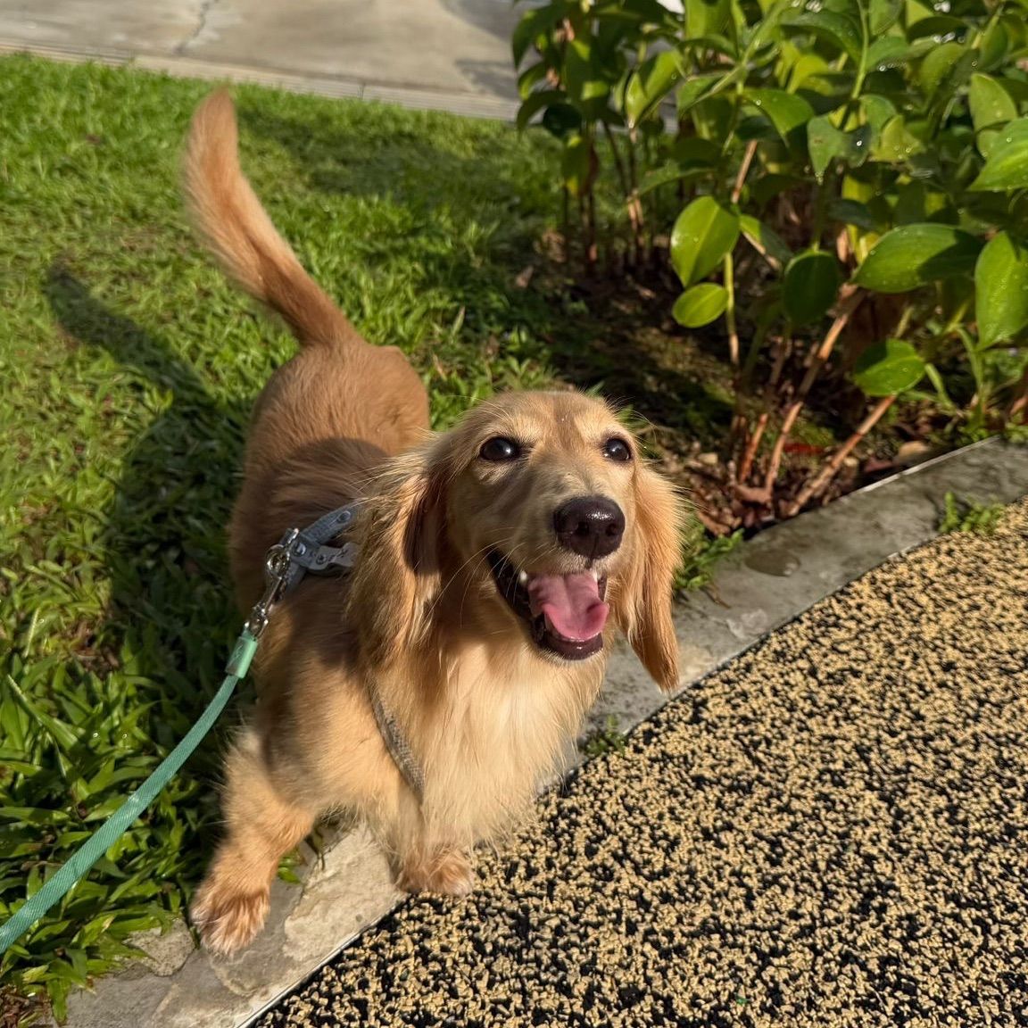 Koda