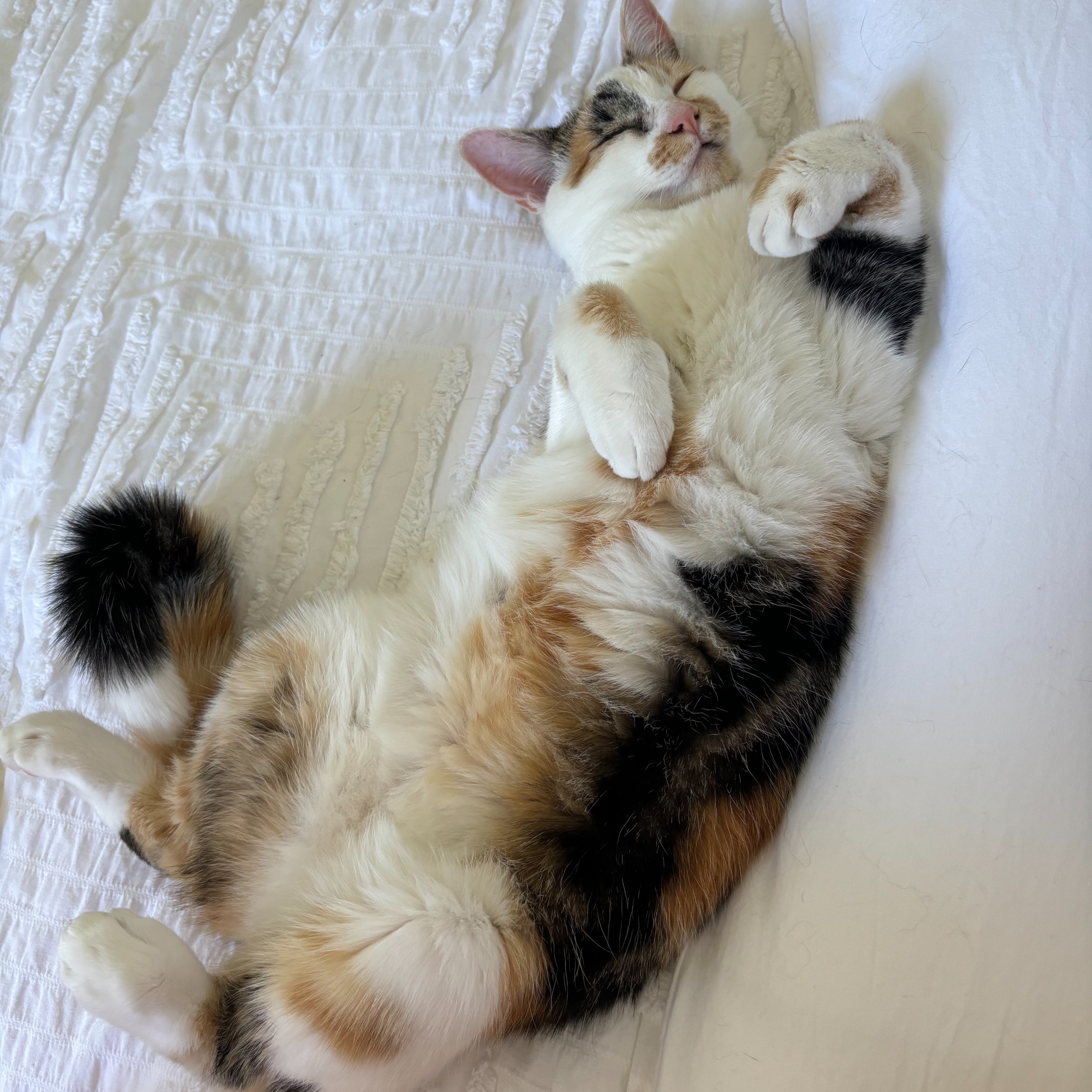 Peanut