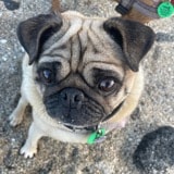 Frida