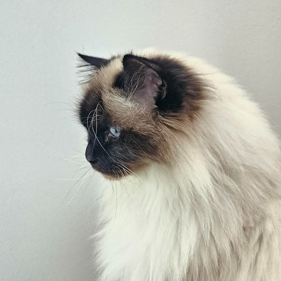 Dexter