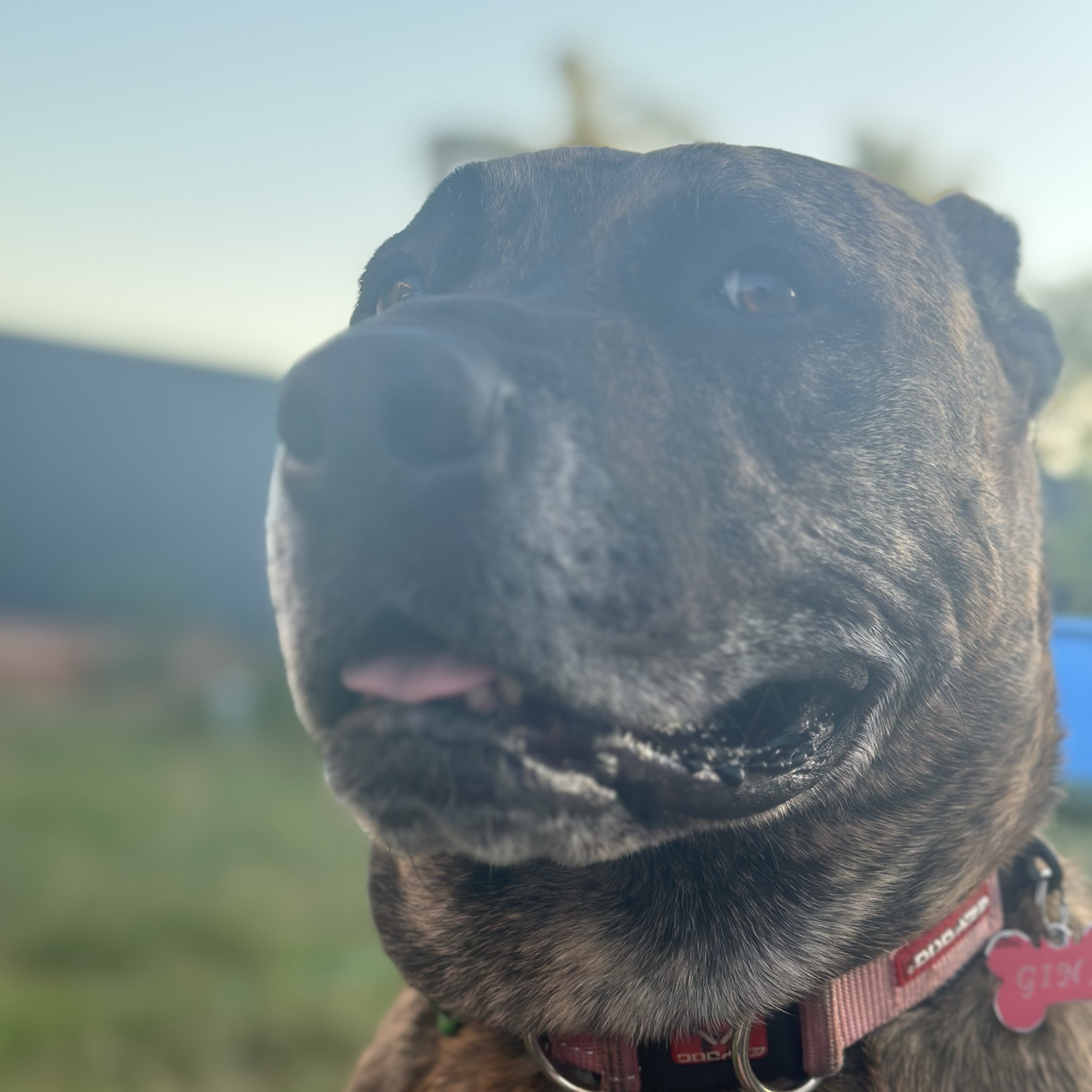 Gina 