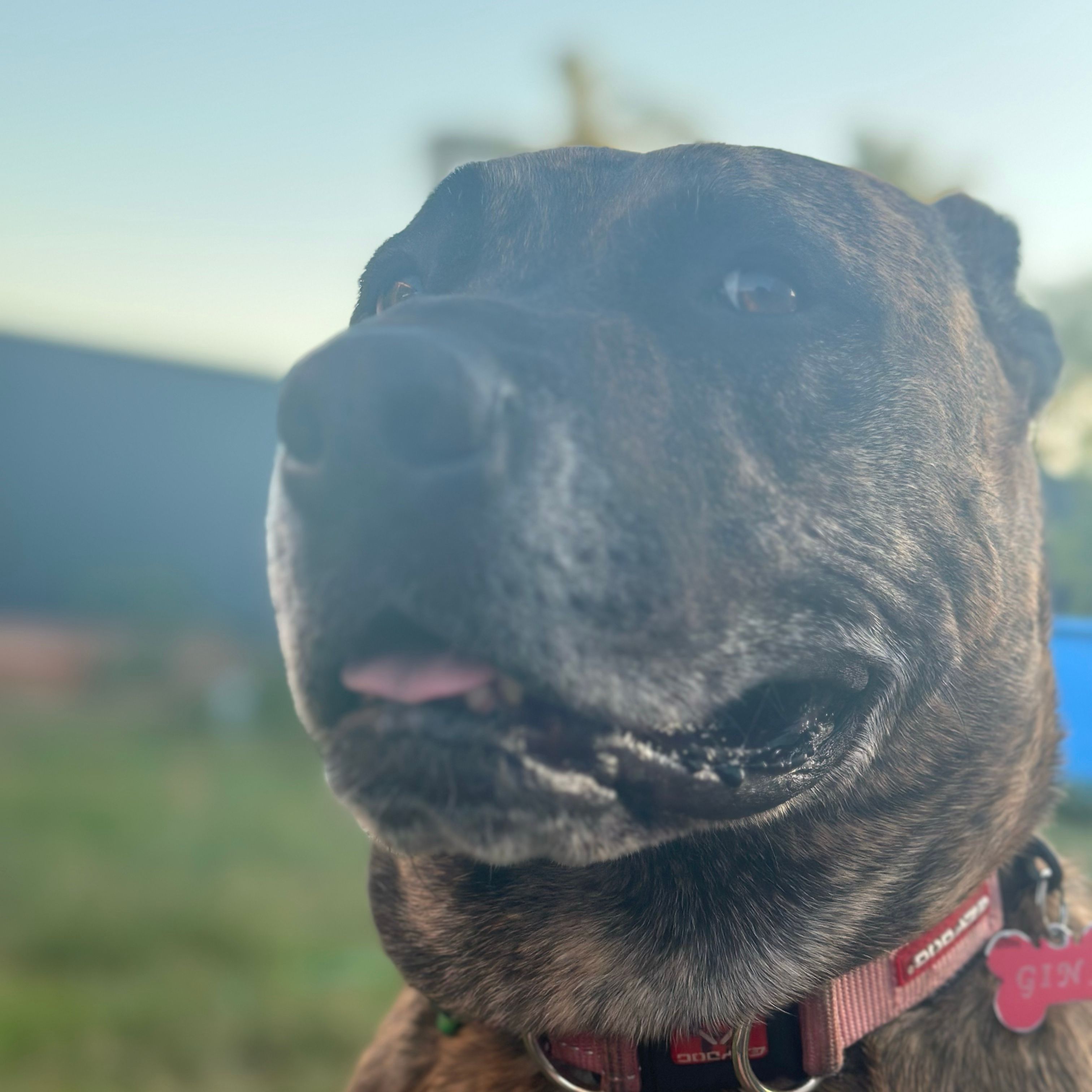 Gina