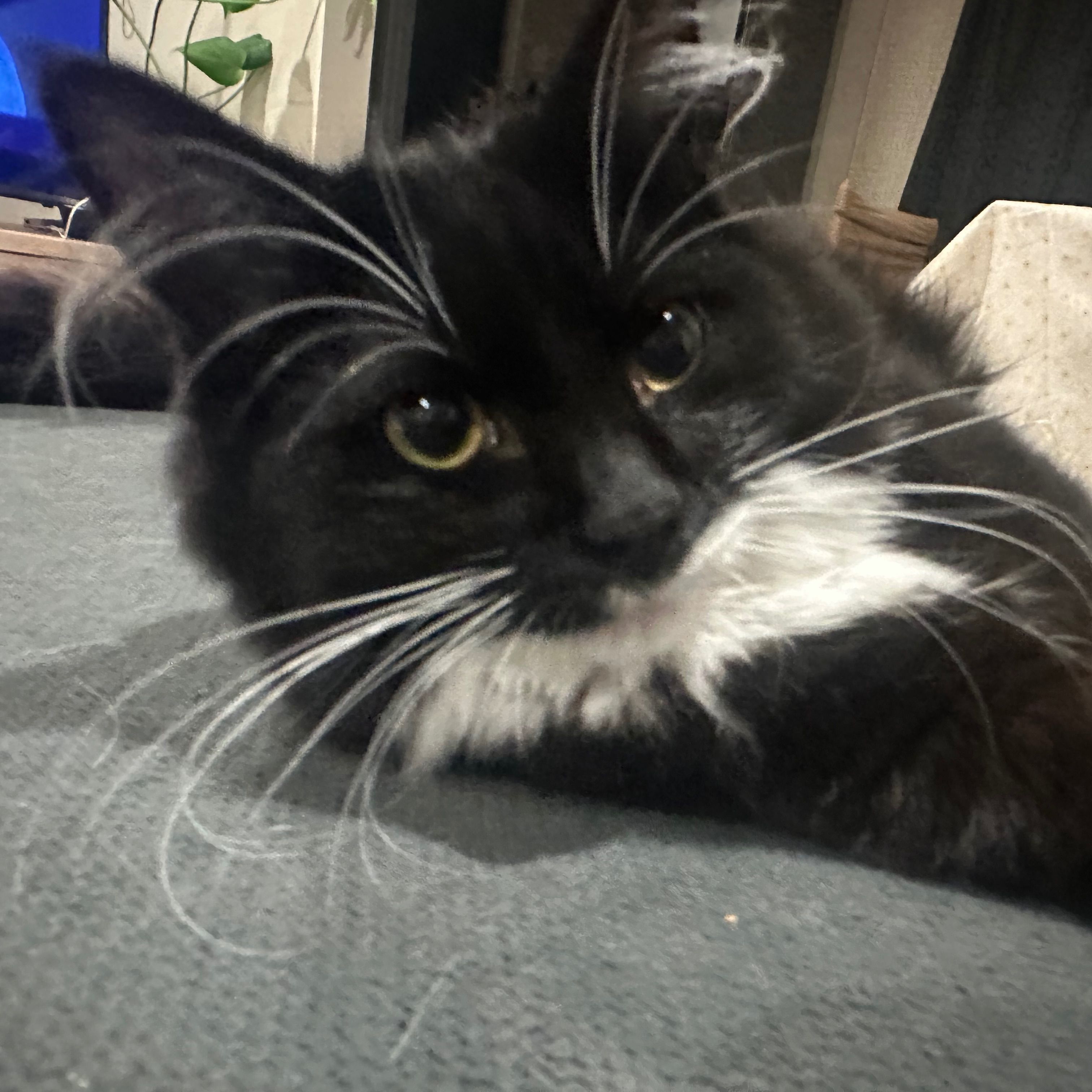 Miso