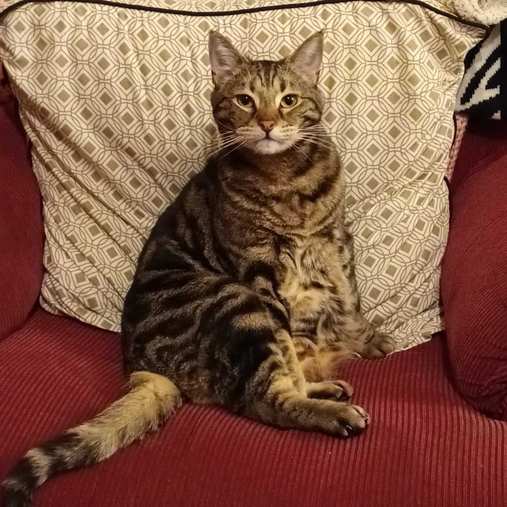 Larry (Laslo, Lazarus)