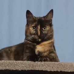 Sally (Shwally, Sally-anne)