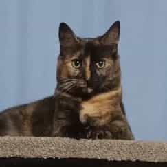 Sally (Shwally, Sally-anne)