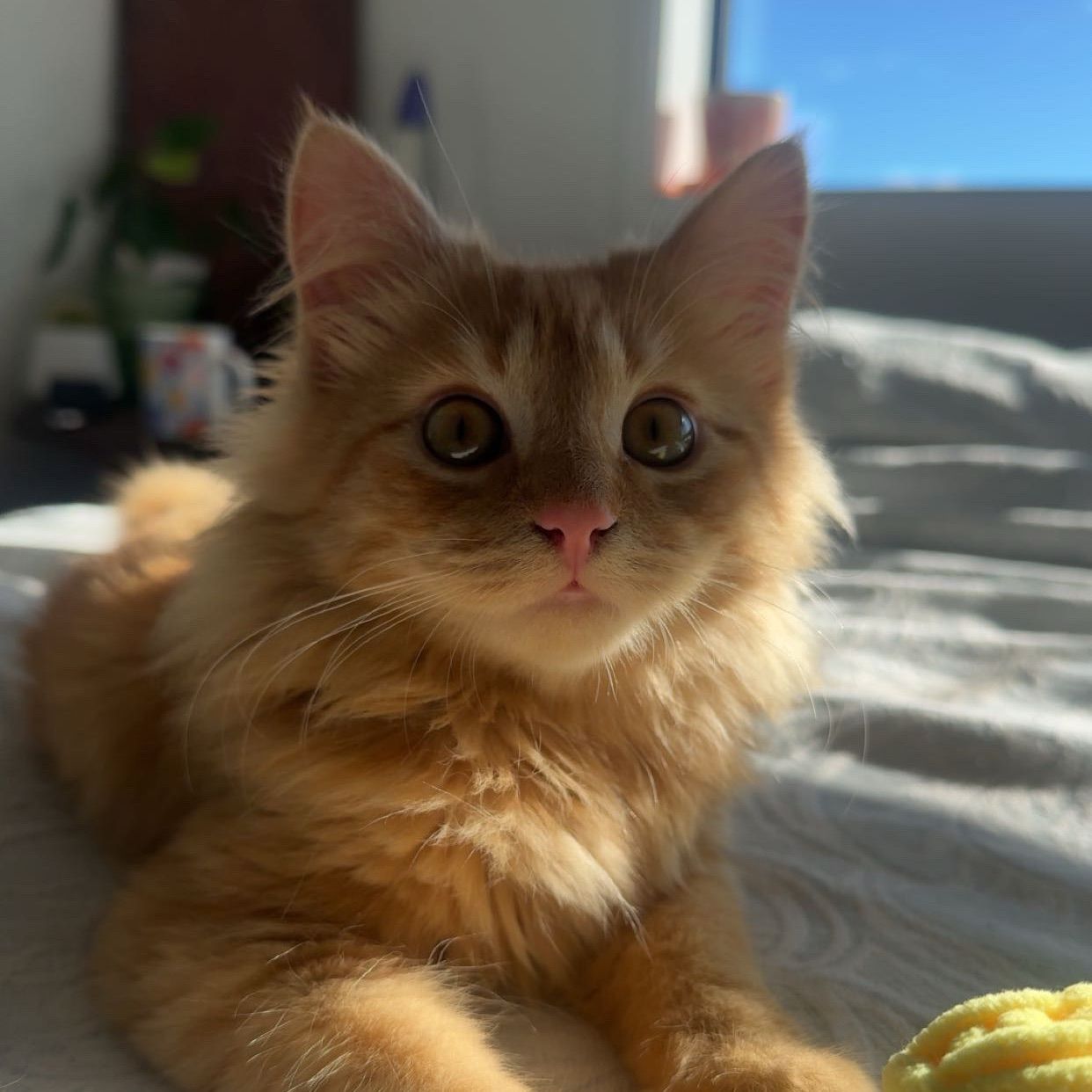 Bean