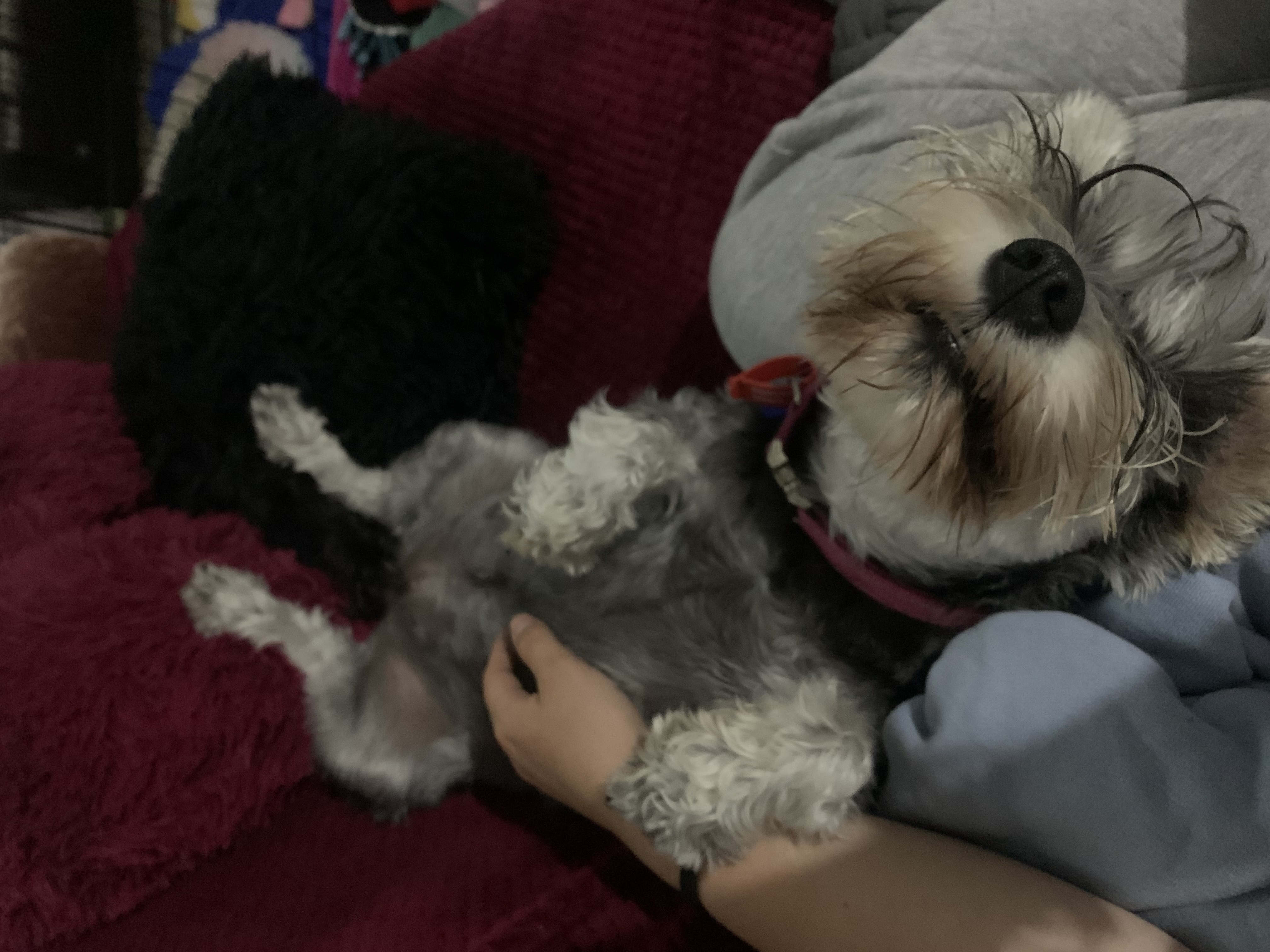 image-7