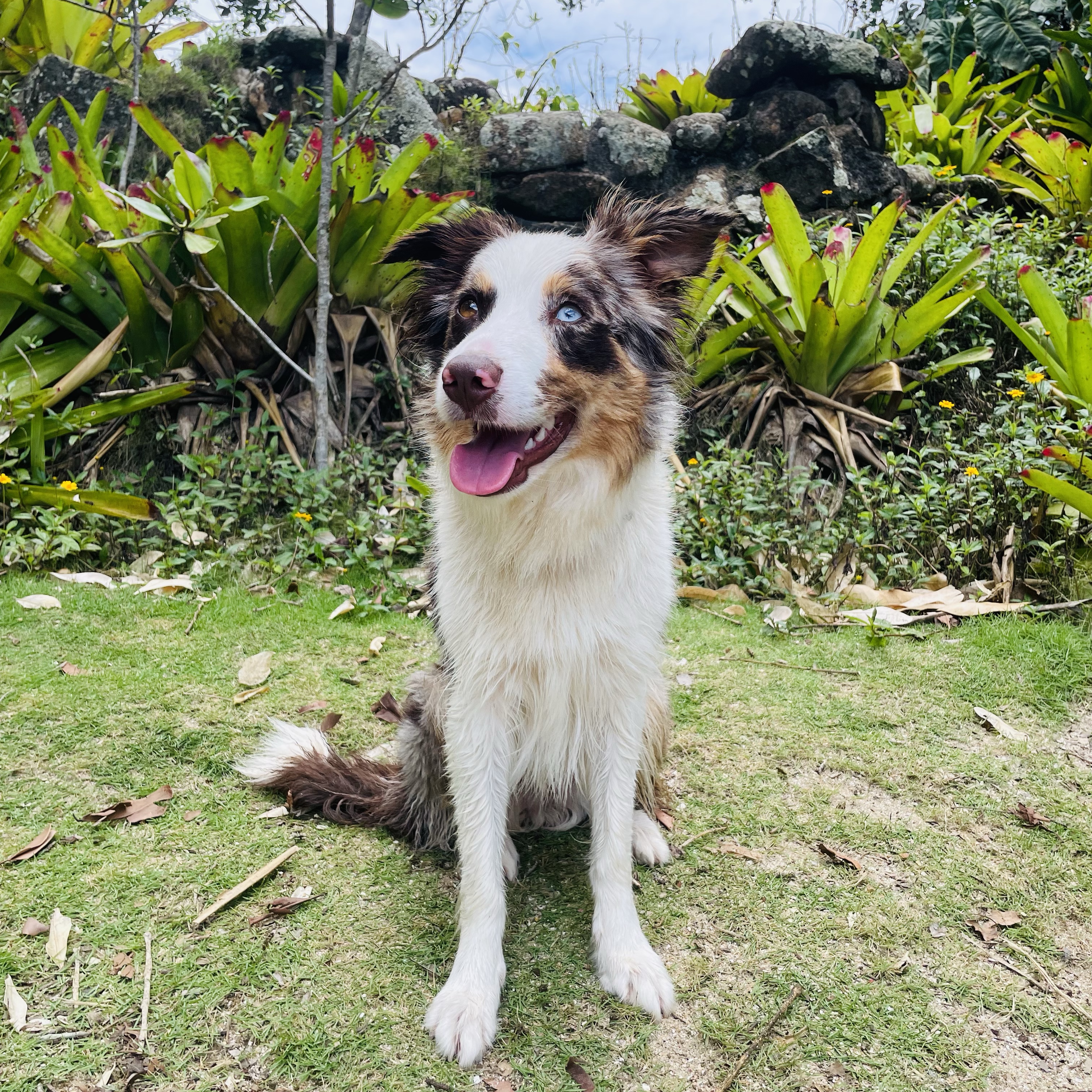 Laika