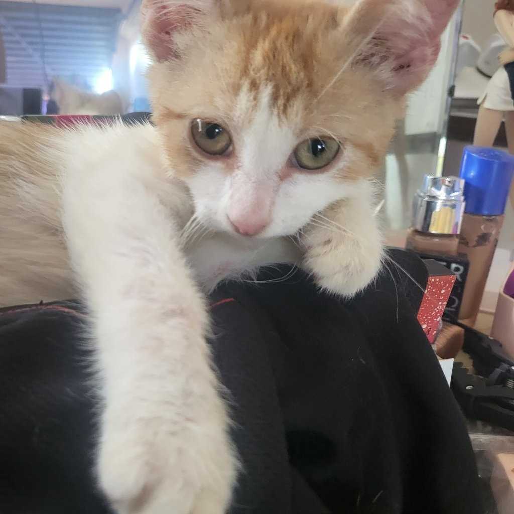 Prince Cera of the Sunny Son