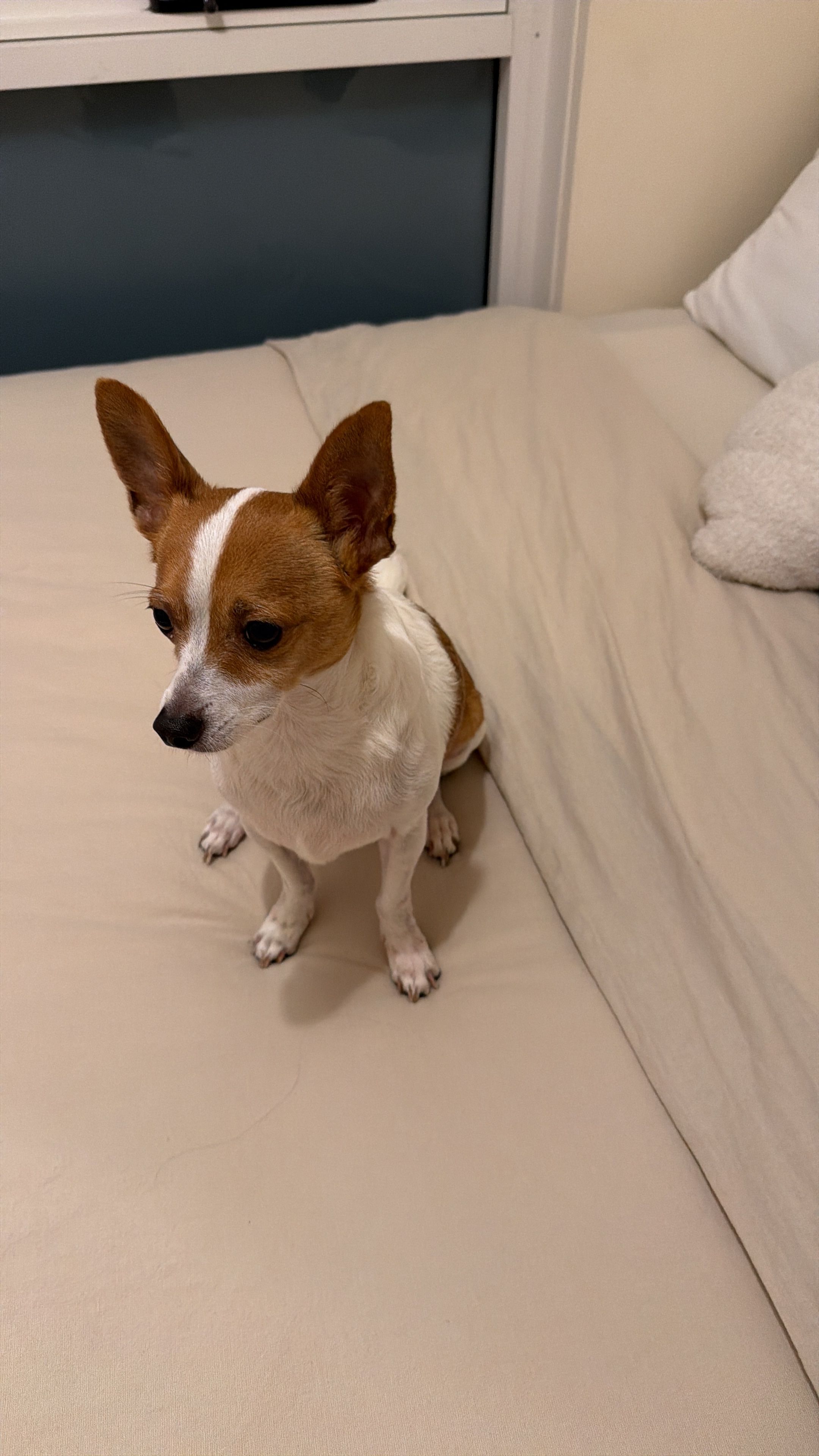 image-8