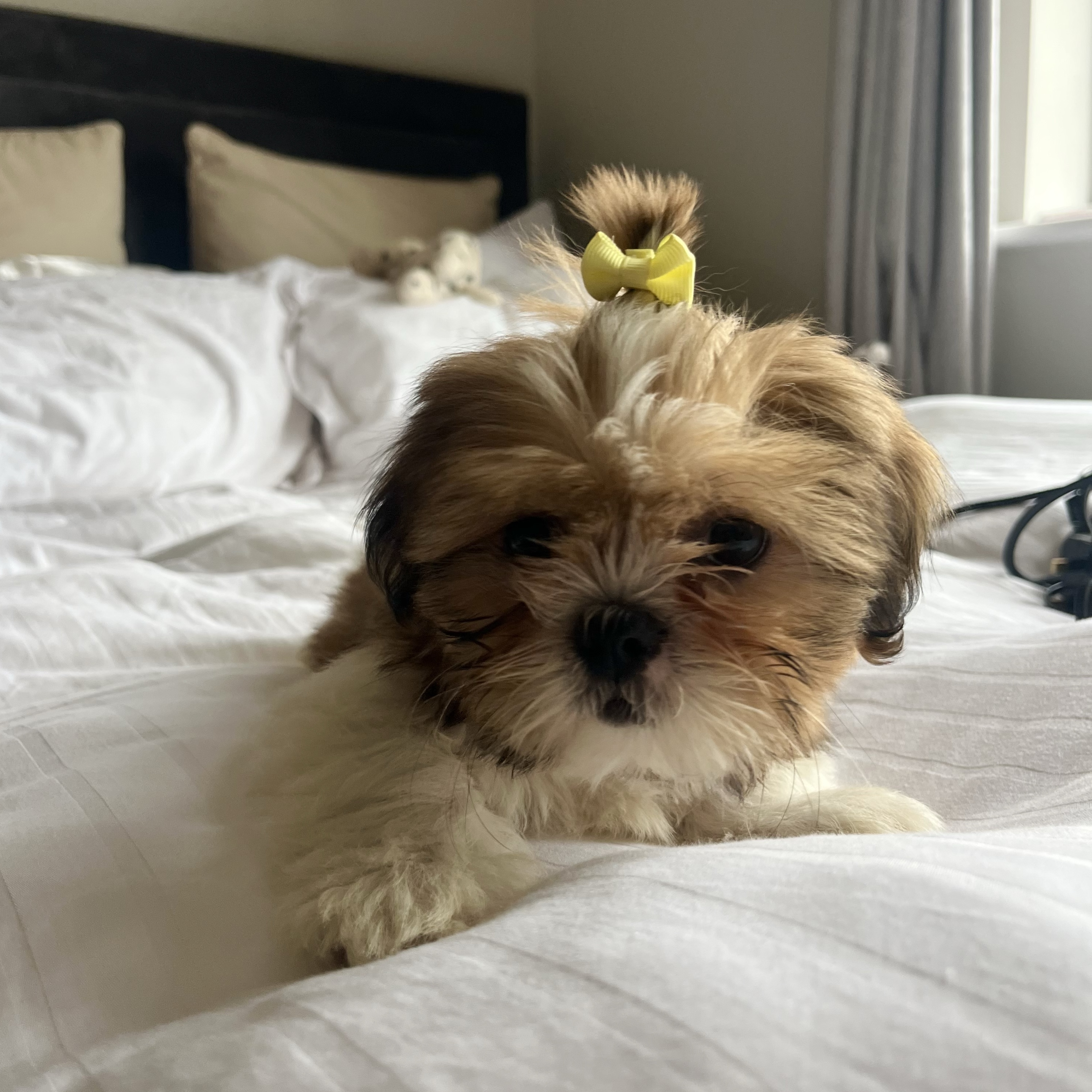 Bo