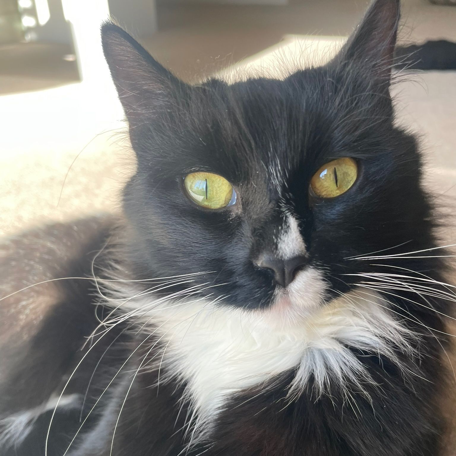 Lola
