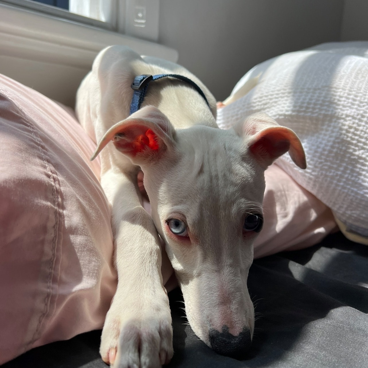 Lilly