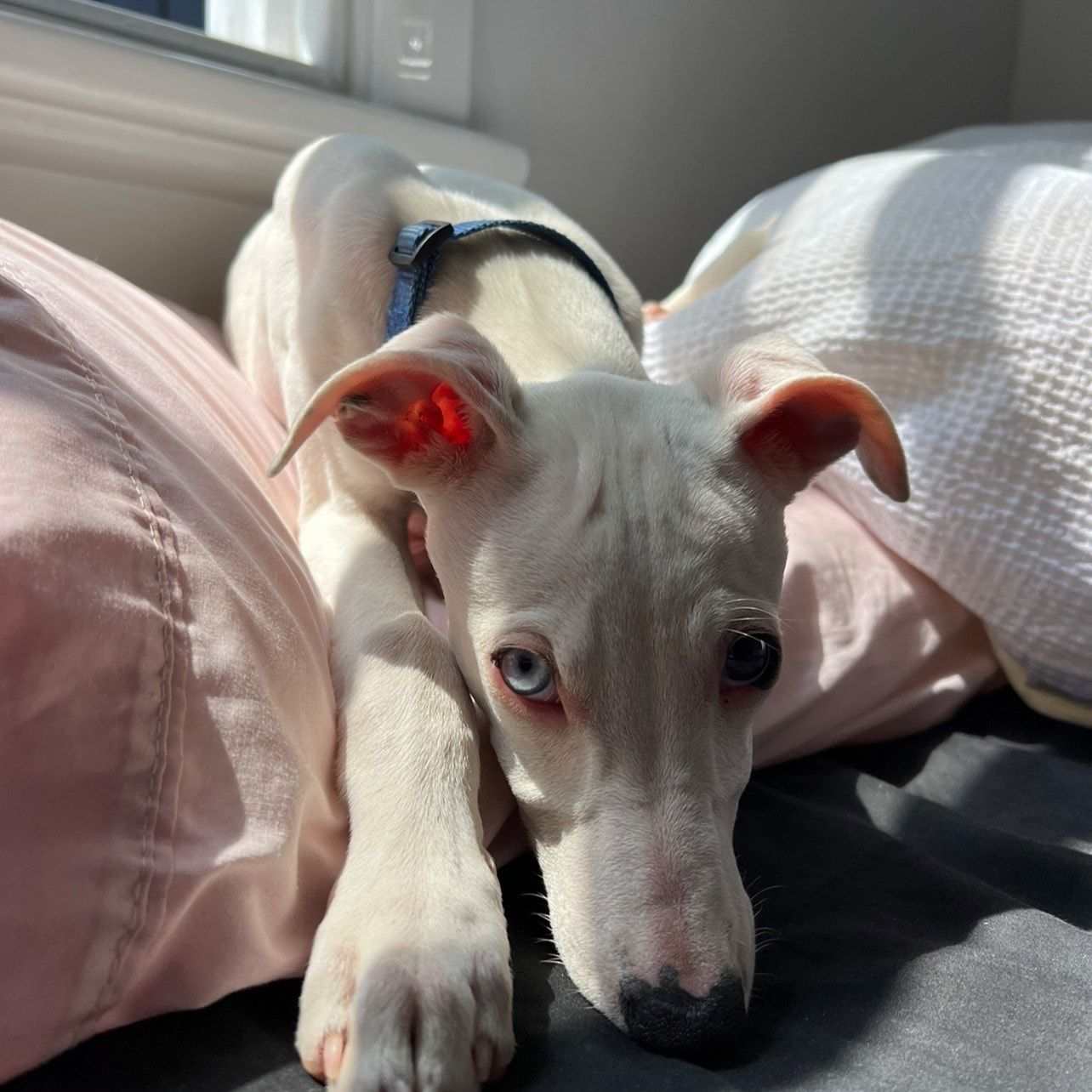 Lilly