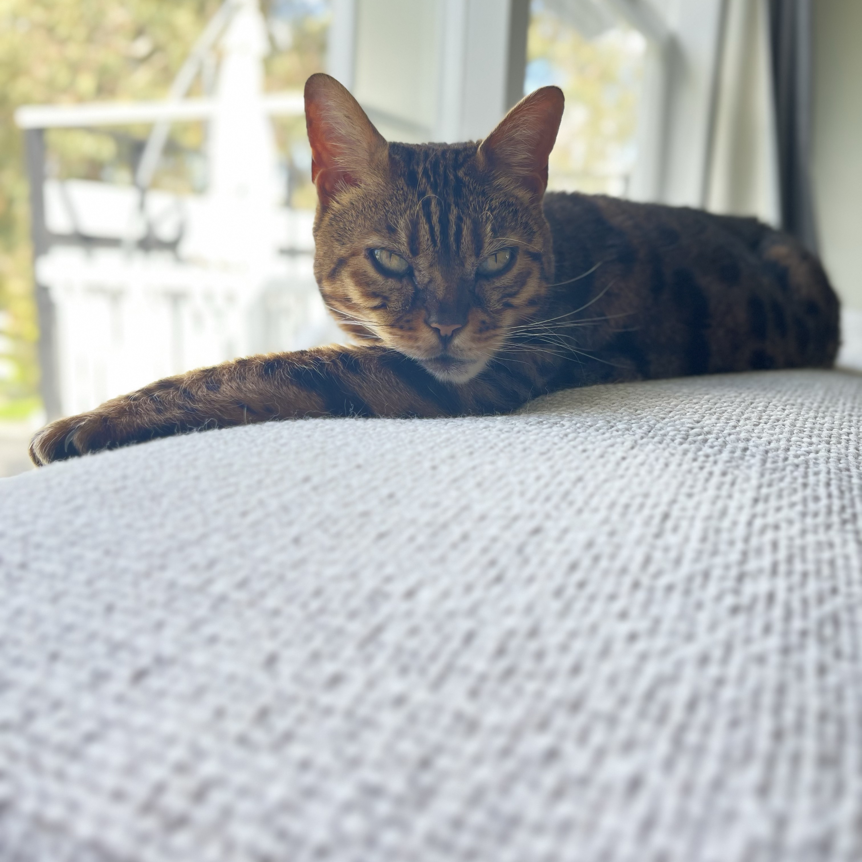 Kimba