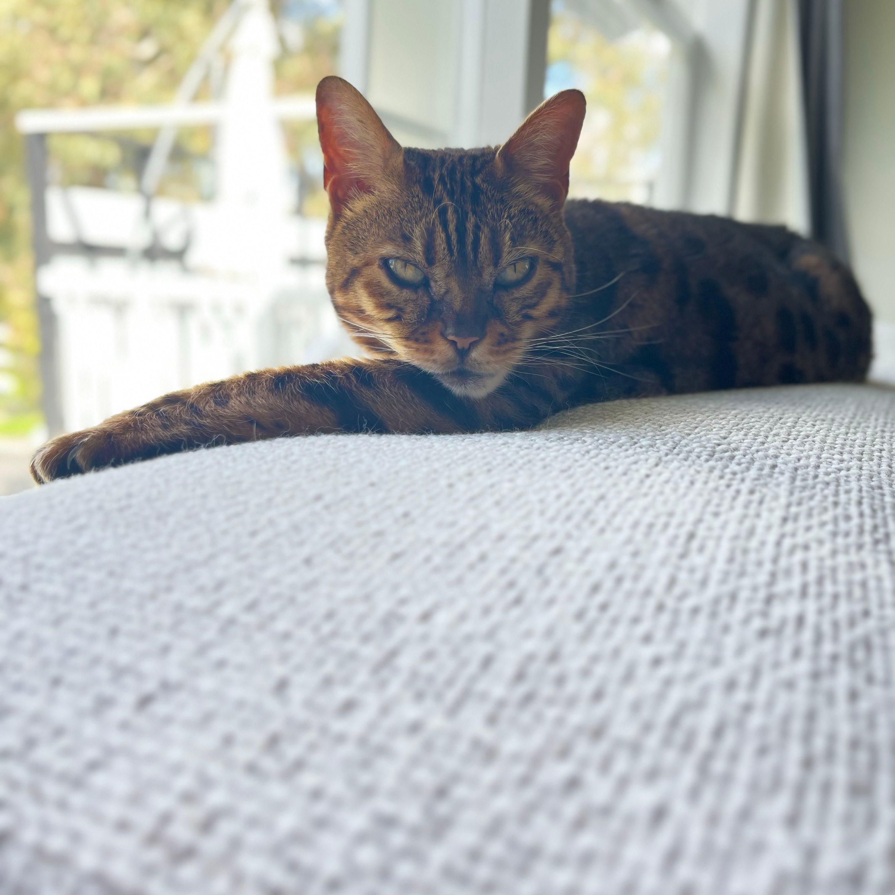 Kimba