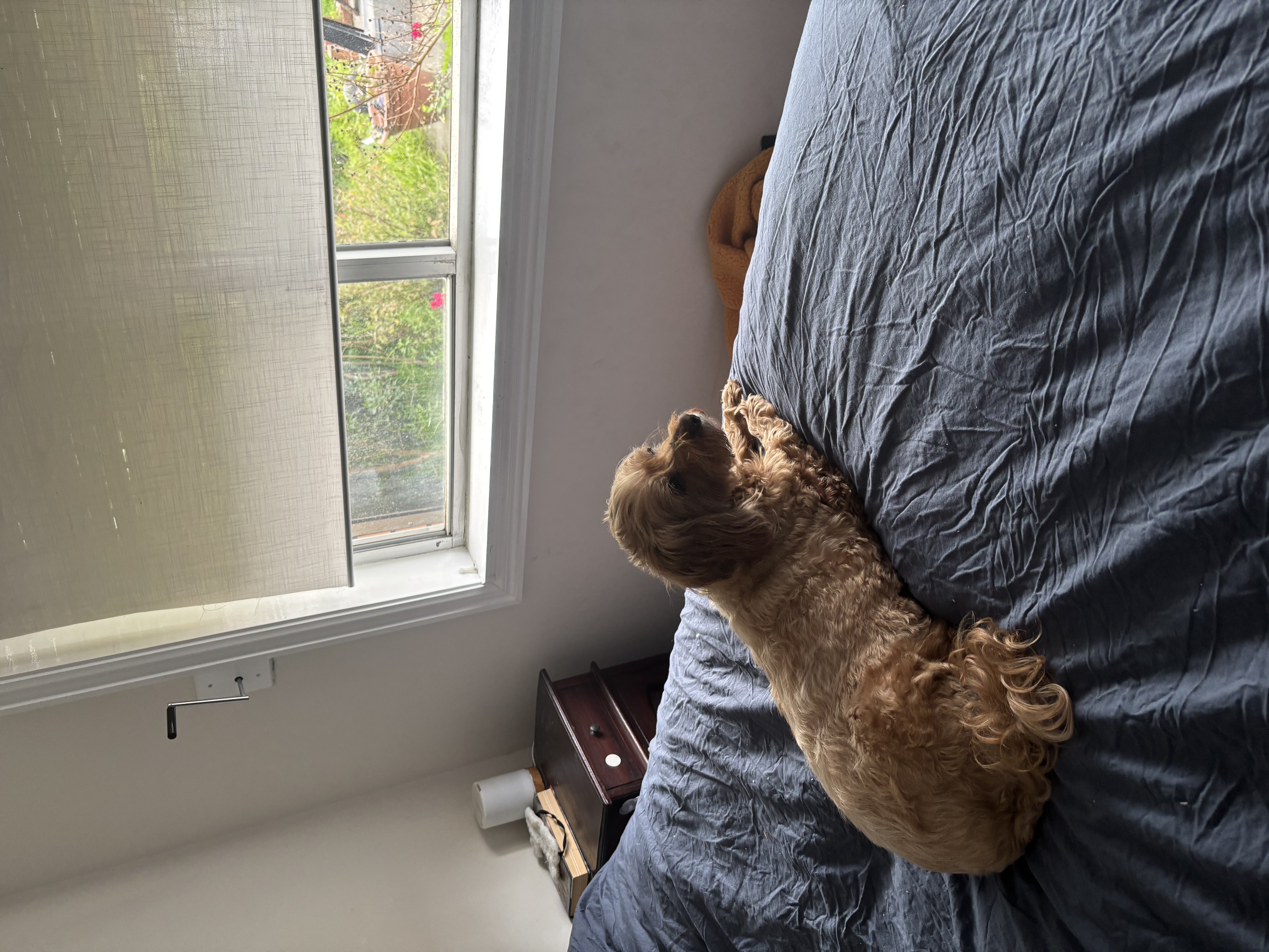 image-12