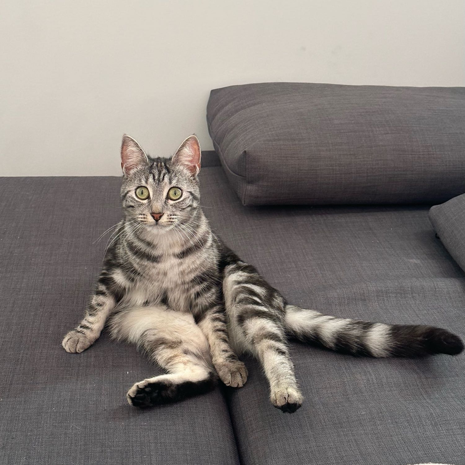Sylvi