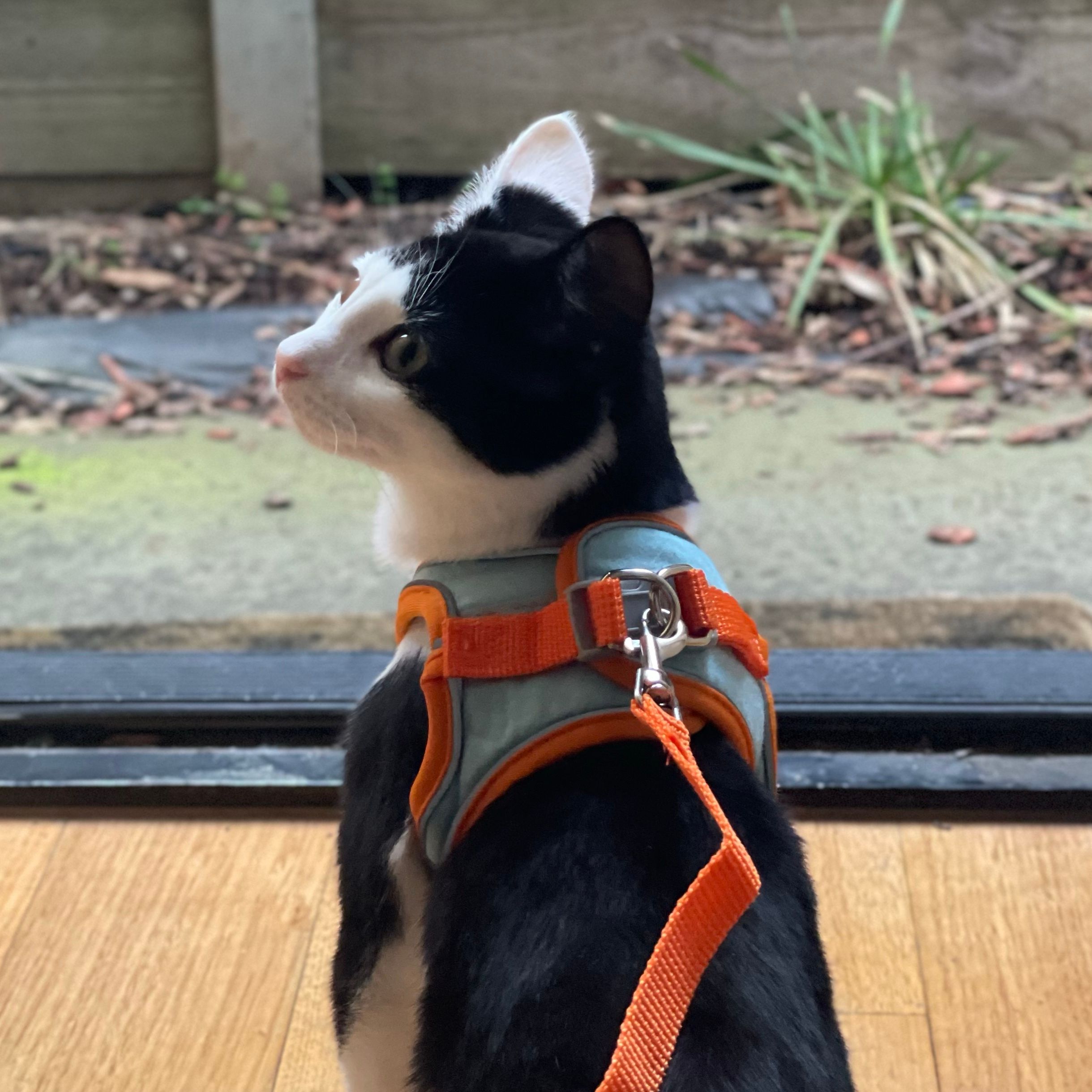 Pepper